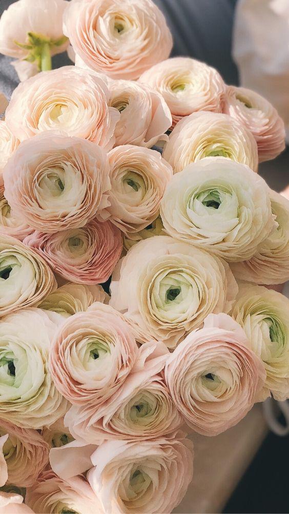 Blushing Blooms of Sunset Radiance